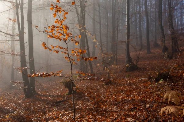 Una Mañana Brumosa Bosque Otoñal Con Árboles Grandes —  Fotos de Stock