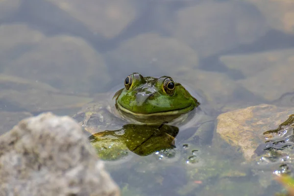 Close Smiling Frog — стоковое фото