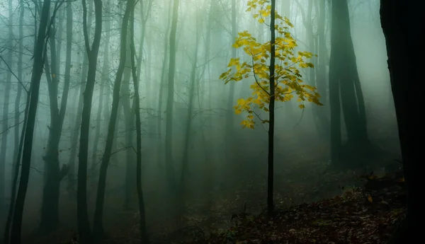 Misty Morning Autumn Forest Large Trees — Stock Photo, Image