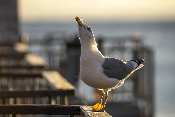 Seagull Perched Bridge Rail Holding Piece Bread Its Beak — Φωτογραφία Αρχείου