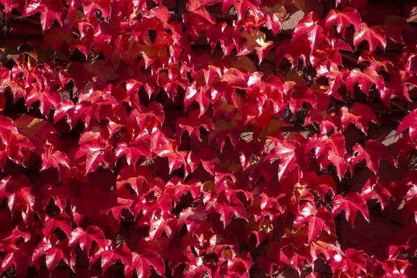 Красные Листья Фоне Осенней Листвы — стоковое фото