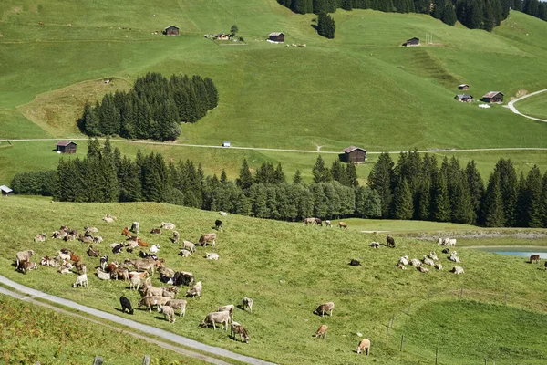 Aerial View Herd Cows Lush Green Field Surrounded Tall Trees — Stock Fotó