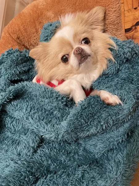 Adorable Chihuahua Puppy Blanket — Stock Photo, Image