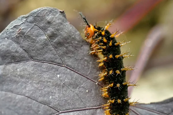 Eine Nahaufnahme Einer Schönen Raupe — Stockfoto