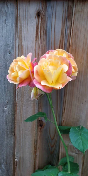 Ένα Κοντινό Πλάνο Από Ανθισμένα Πολύχρωμα Τριαντάφυλλα Στον Κήπο — Φωτογραφία Αρχείου