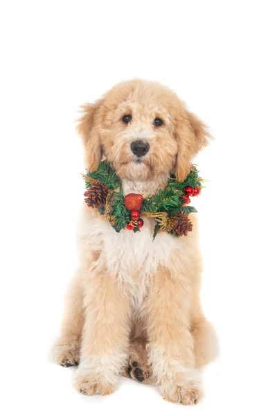Ένα Χρυσό Σκυλί Λαμπραντούντλ Χαριτωμένο Πρόσωπο Που Φοράει Χριστουγεννιάτικο Στεφάνι — Φωτογραφία Αρχείου
