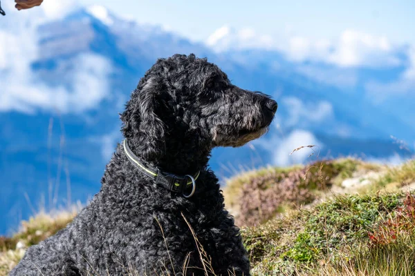 Cão Nas Montanhas — Fotografia de Stock