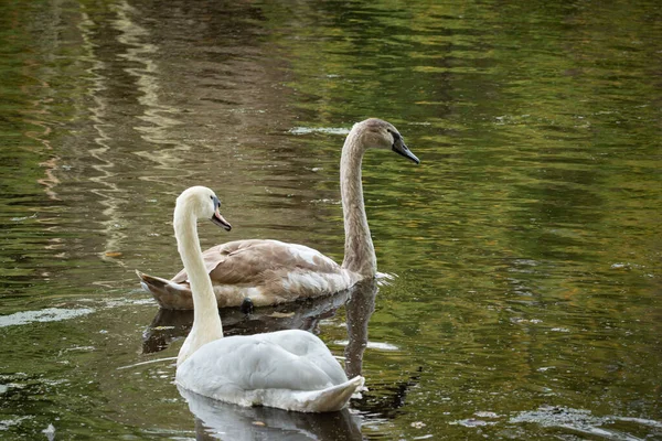 Schöne Schwäne Wasser — Stockfoto