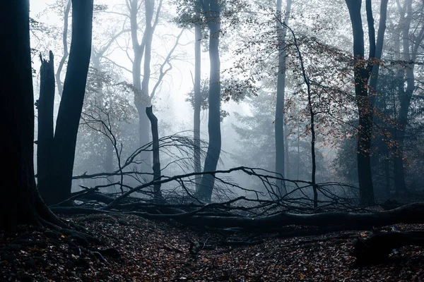 Туманний Ліс Містичний Пейзаж — стокове фото
