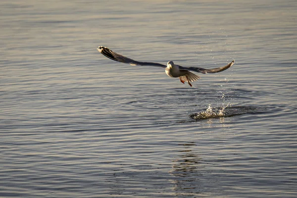 Una Gran Gaviota Volando Sobre Mar Busca Comida — Foto de Stock