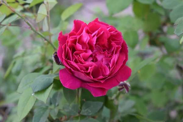 Крупним Планом Знімок Красивої Рожевої Троянди Розмитим Тлом — стокове фото