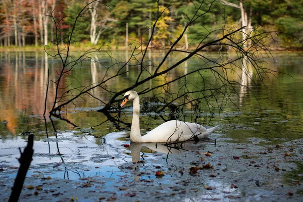 Schöner Schwan Wasser — Stockfoto