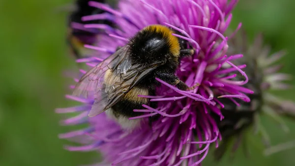 Close Shot Bumblebee Beautiful Purple Thistle Flower Nature Daytime —  Fotos de Stock