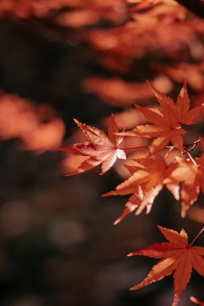 Sebuah Gambar Closeup Daun Selama Musim Gugur — Stok Foto