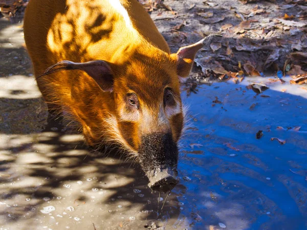Red River Hog Potamochoerus Porcus Drinking Water Kansas City Zoo — Foto Stock