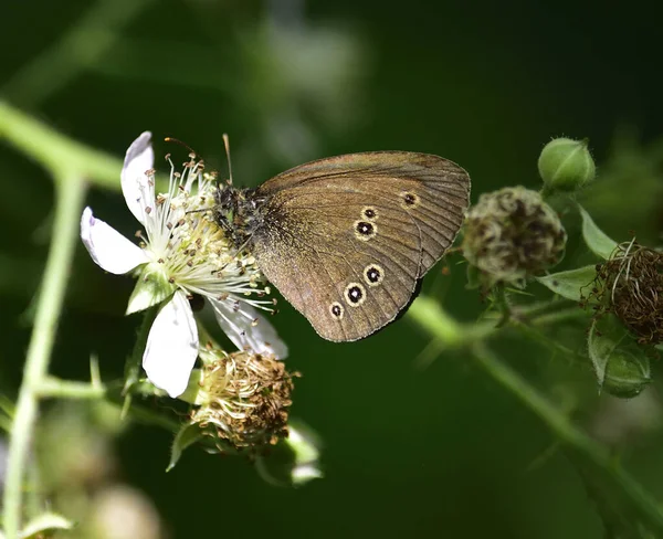 Closeup Ringlet Butterfly Perched Flower — Zdjęcie stockowe