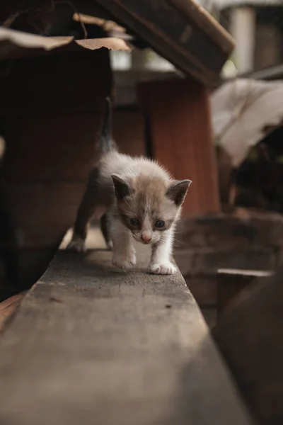 Disparo Vertical Gatito Ojos Azules Sobre Fondo Borroso — Foto de Stock