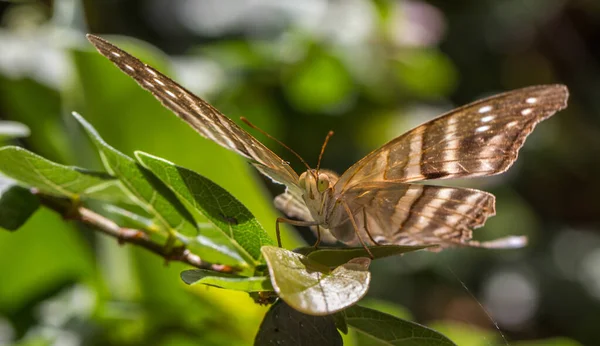 Ένα Κοντινό Πλάνο Της Πεταλούδας Marpesia Chiron Ένα Πράσινο Φύλλο — Φωτογραφία Αρχείου