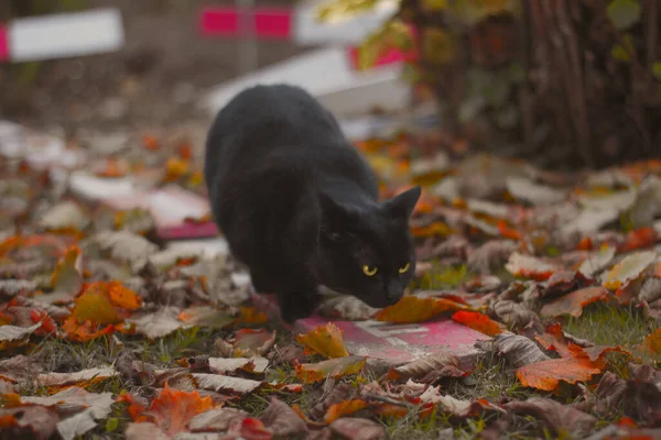 Крупним Планом Чорний Кіт Ходить Траві Вкритій Осіннім Листям — стокове фото