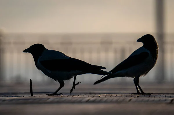 View Crows City — Stock Photo, Image