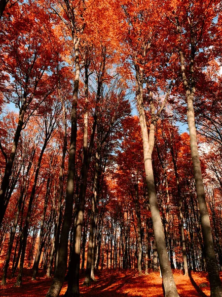 Een Prachtig Shot Van Kleurrijke Bomen Tijdens Herfst — Stockfoto