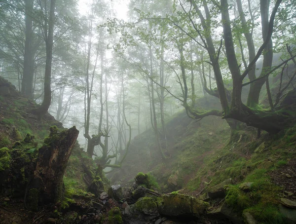Wunderschöne Landschaft Mit Einem Baum Wald — Stockfoto