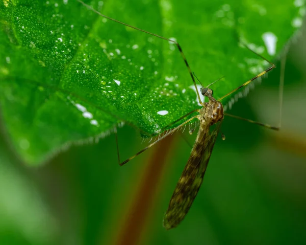 Selective Focus Shot Long Legged Mosquito Green Leaf — Foto Stock