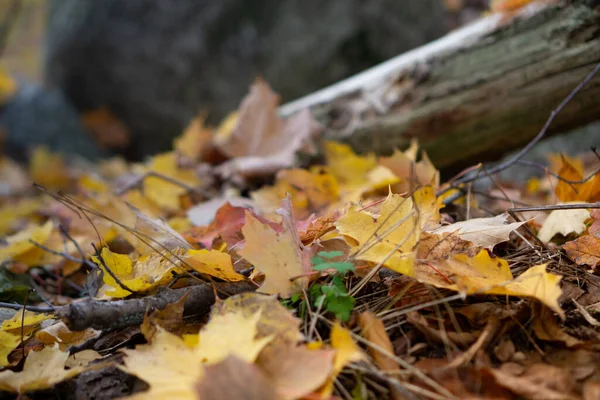 Primer Plano Hojas Amarillas Secas Caídas Suelo Bosque Otoño — Foto de Stock