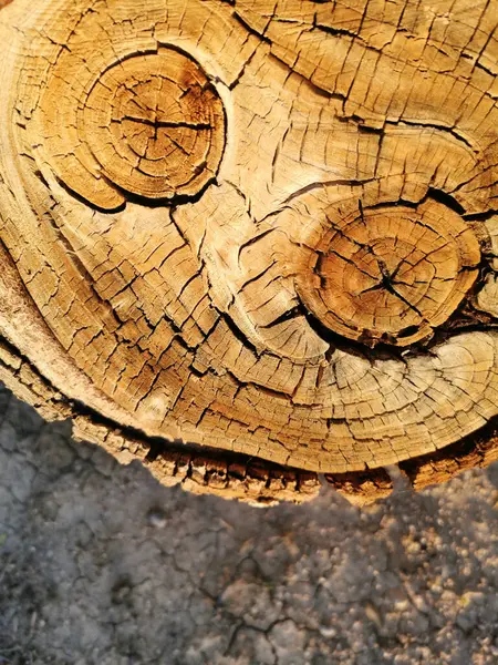 Cut Cracked Tree Log Texture Background — Stock Photo, Image