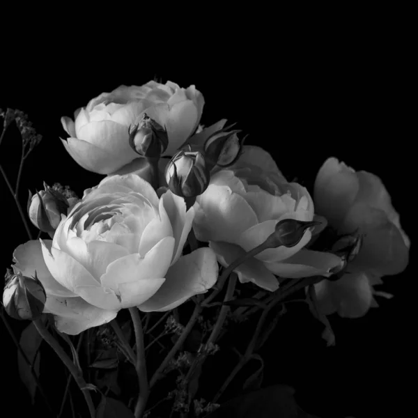 ピンクのバラの灰色の塊 — ストック写真