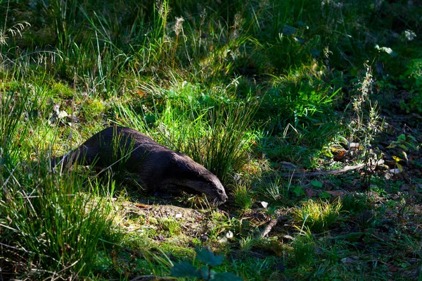 Närbild Skott Svart Och Vit Katt Vattnet — Stockfoto