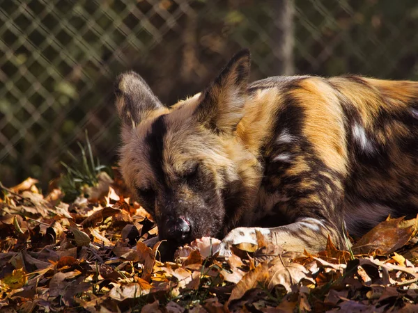 Closeup Shot African Painted Dog Sleeping Leaves Kansas City Zoo — Photo