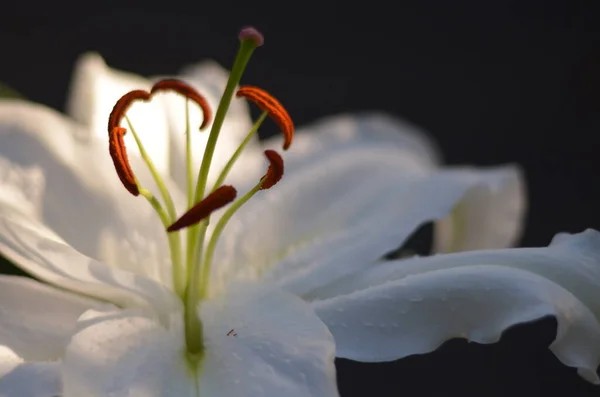 Detailní Záběr Rozkvetlého Bílého Květu — Stock fotografie