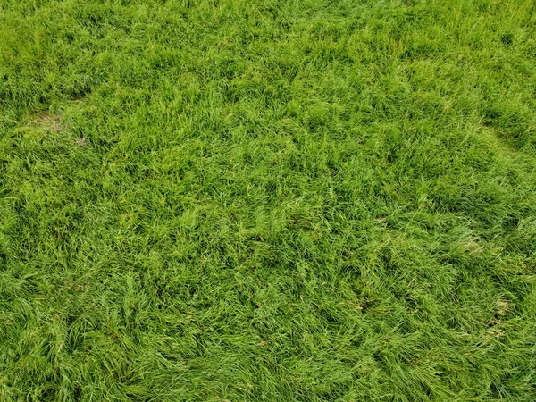 Closeup Shot Fresh Green Grass Field — 图库照片