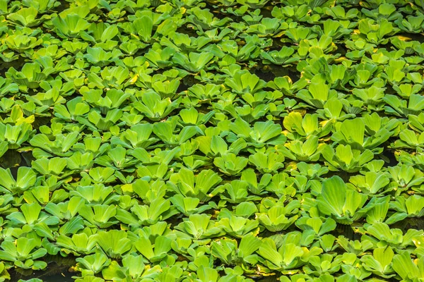 Eine Aufnahme Von Grünen Pflanzen Auf Der Oberfläche Des — Stockfoto