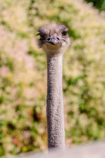 Tiro Close Uma Cabeça Pescoço Uma Avestruz — Fotografia de Stock