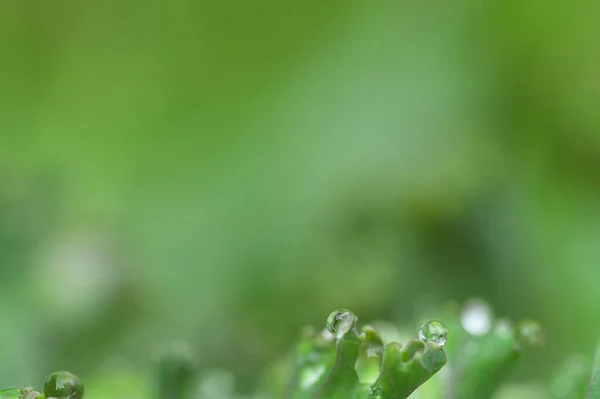 Selective Focus Water Droplets Leaf Wallpaper Background — Foto de Stock