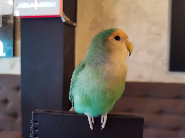 Profile Shot Colorful Lovebird Parrot Resting Indoors — Zdjęcie stockowe