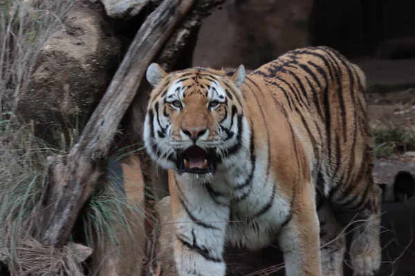 Zblízka Tygra Zoo — Stock fotografie