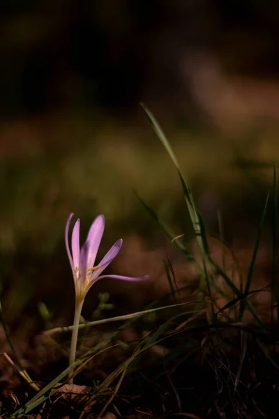 森の中の美しい紫色のクロッカスの花 — ストック写真