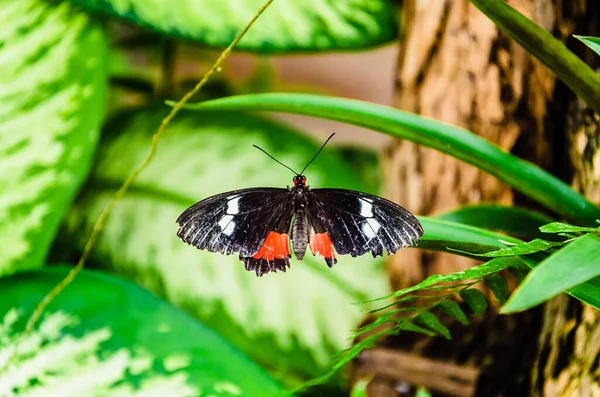 Крупный План Parides Iphidamas Сердечной Бабочки Красными Пятнами Листе — стоковое фото