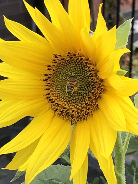 蜜蜂的近照黄色向日葵上一只蜜蜂的垂直的 特写的照片 — 图库照片