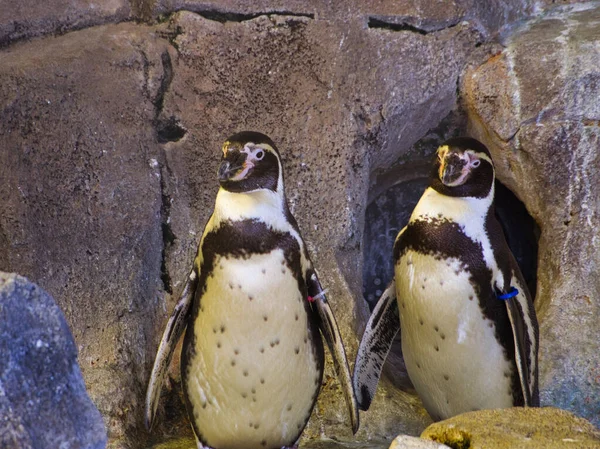 Los Dos Pingüinos Humboldt Pie Zoológico Kansas City Missouri — Foto de Stock