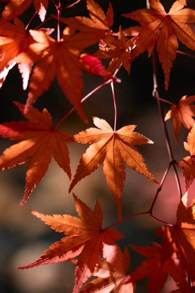 秋の間に葉のクローズアップショット — ストック写真