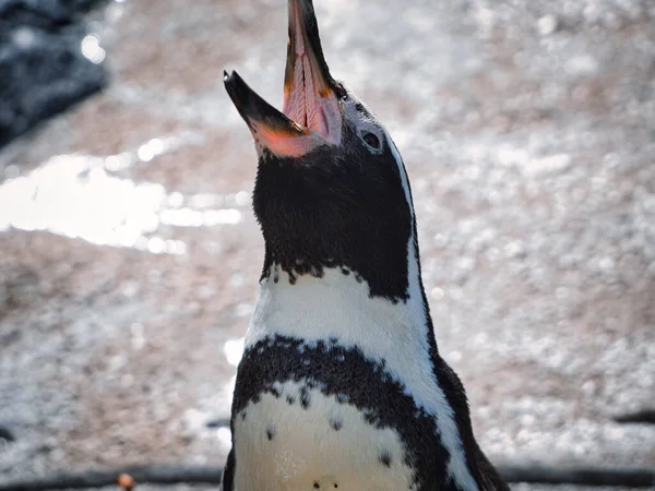 Closeup Shot Humboldt Penguin Open Beak Kansas City Zoo Missouri — Stock Photo, Image