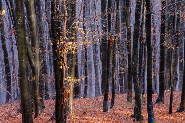 Uma Manhã Enevoada Floresta Outono Com Grandes Árvores — Fotografia de Stock