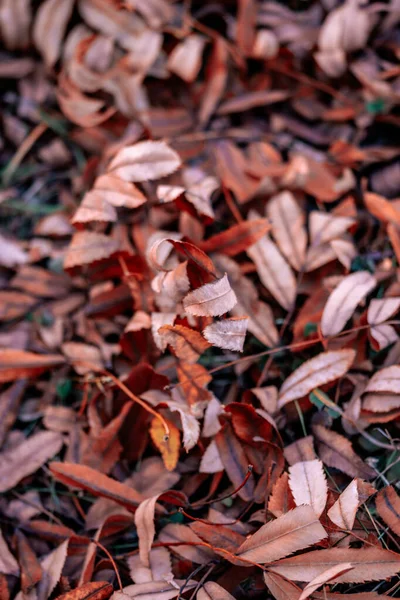 Selektywne Ujęcie Jesiennych Liści Mokrym Asfalcie — Zdjęcie stockowe