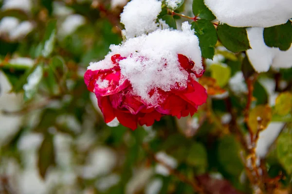 Red Berries Tree Branch — Stock Photo, Image