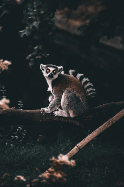 Ringsvansad Lemur Som Sitter Gren Trädet — Stockfoto