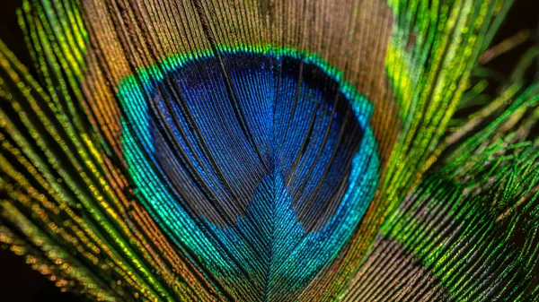 孔雀羽毛结构和图案的特写 — 图库照片